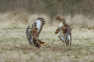 Salon.Photo Silver Medal