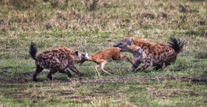 Salon.Photo Bronze Medal