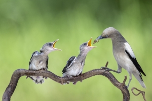 Salon.Photo Silver Medal